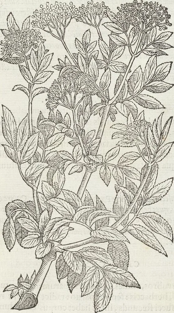An illustration from Petri Andreae Matthioli Medici Senensis Commentarii, In Libros Sex Pedacii Dioscoridis Anazarbei, De Medica Materia: Adiectis quàm plurimis plantarum & animalium imaginibus, eodem authore, 1554, leaf 601