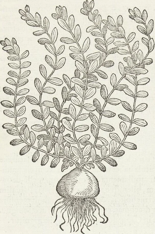 An illustration from Petri Andreae Matthioli Medici Senensis Commentarii, In Libros Sex Pedacii Dioscoridis Anazarbei, De Medica Materia: Adiectis quàm plurimis plantarum & animalium imaginibus, eodem authore, 1554, leaf 603