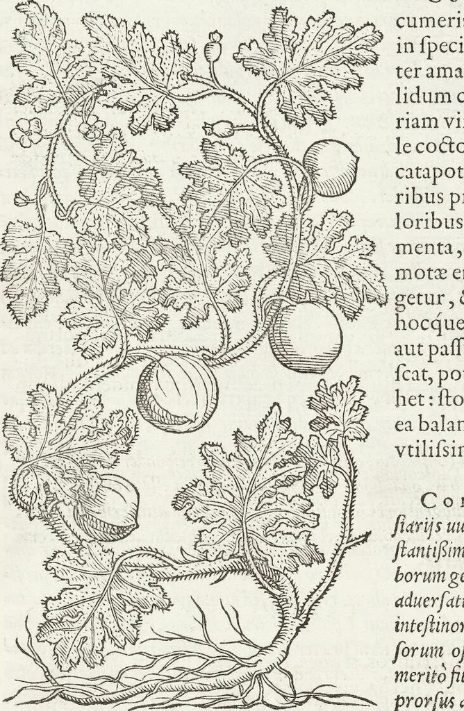 An illustration from Petri Andreae Matthioli Medici Senensis Commentarii, In Libros Sex Pedacii Dioscoridis Anazarbei, De Medica Materia: Adiectis quàm plurimis plantarum & animalium imaginibus, eodem authore, 1554, leaf 603