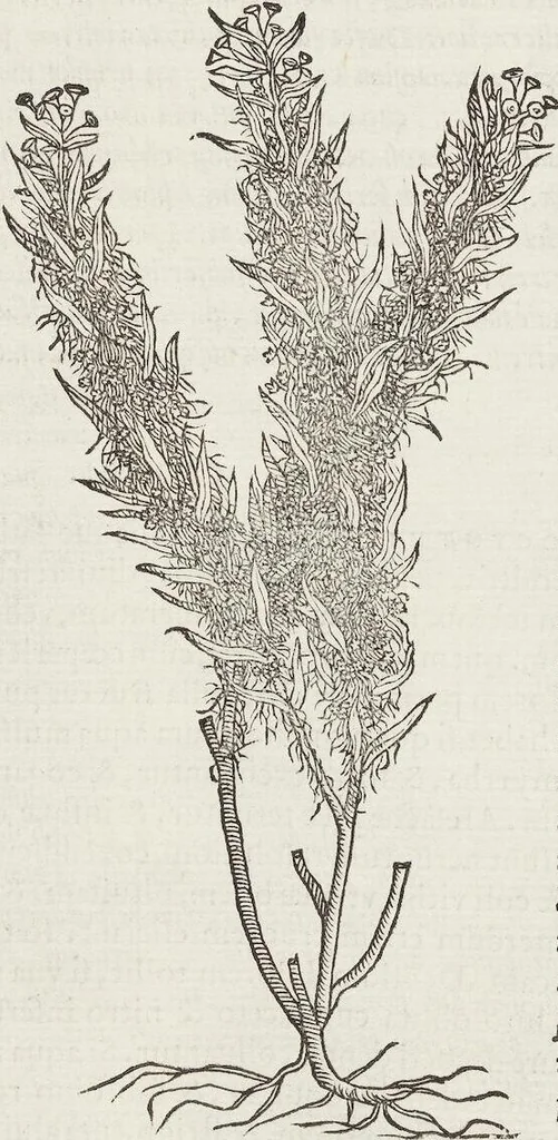 An illustration from Petri Andreae Matthioli Medici Senensis Commentarii, In Libros Sex Pedacii Dioscoridis Anazarbei, De Medica Materia: Adiectis quàm plurimis plantarum & animalium imaginibus, eodem authore, 1554, leaf 604