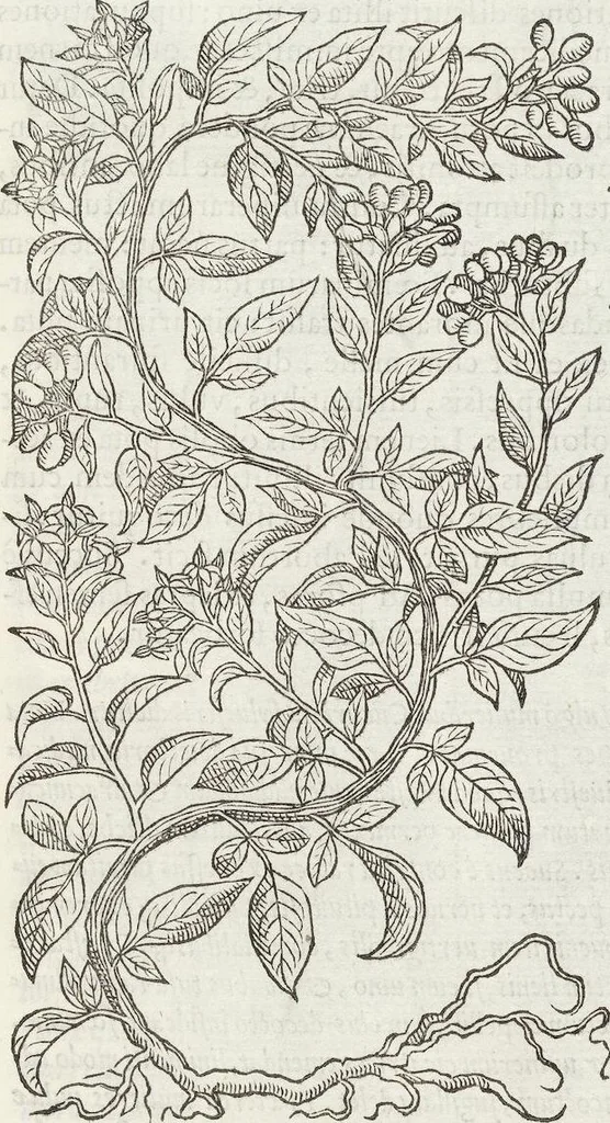 An illustration from Petri Andreae Matthioli Medici Senensis Commentarii, In Libros Sex Pedacii Dioscoridis Anazarbei, De Medica Materia: Adiectis quàm plurimis plantarum & animalium imaginibus, eodem authore, 1554, leaf 607