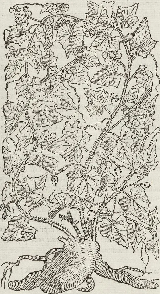 An illustration from Petri Andreae Matthioli Medici Senensis Commentarii, In Libros Sex Pedacii Dioscoridis Anazarbei, De Medica Materia: Adiectis quàm plurimis plantarum & animalium imaginibus, eodem authore, 1554, leaf 608