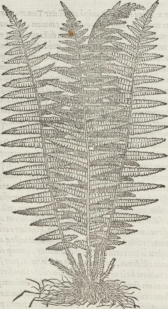 An illustration from Petri Andreae Matthioli Medici Senensis Commentarii, In Libros Sex Pedacii Dioscoridis Anazarbei, De Medica Materia: Adiectis quàm plurimis plantarum & animalium imaginibus, eodem authore, 1554, leaf 610