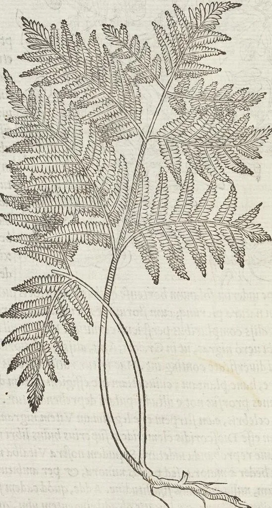 An illustration from Petri Andreae Matthioli Medici Senensis Commentarii, In Libros Sex Pedacii Dioscoridis Anazarbei, De Medica Materia: Adiectis quàm plurimis plantarum & animalium imaginibus, eodem authore, 1554, leaf 610