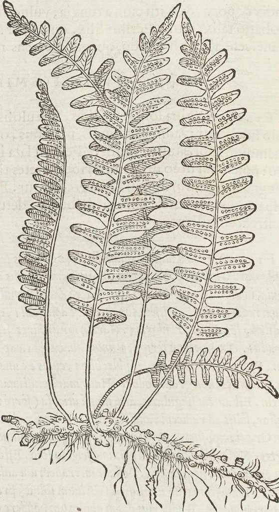 An illustration from Petri Andreae Matthioli Medici Senensis Commentarii, In Libros Sex Pedacii Dioscoridis Anazarbei, De Medica Materia: Adiectis quàm plurimis plantarum & animalium imaginibus, eodem authore, 1554, leaf 612