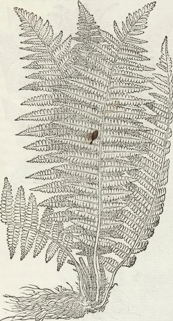 An illustration from Petri Andreae Matthioli Medici Senensis Commentarii, In Libros Sex Pedacii Dioscoridis Anazarbei, De Medica Materia: Adiectis quàm plurimis plantarum & animalium imaginibus, eodem authore, 1554, leaf 613