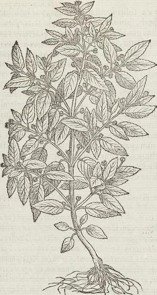 An illustration from Petri Andreae Matthioli Medici Senensis Commentarii, In Libros Sex Pedacii Dioscoridis Anazarbei, De Medica Materia: Adiectis quàm plurimis plantarum & animalium imaginibus, eodem authore, 1554, leaf 614