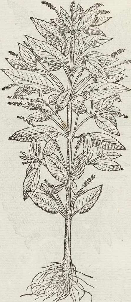 An illustration from Petri Andreae Matthioli Medici Senensis Commentarii, In Libros Sex Pedacii Dioscoridis Anazarbei, De Medica Materia: Adiectis quàm plurimis plantarum & animalium imaginibus, eodem authore, 1554, leaf 614