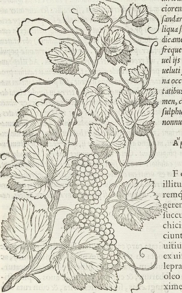An illustration from Petri Andreae Matthioli Medici Senensis Commentarii, In Libros Sex Pedacii Dioscoridis Anazarbei, De Medica Materia: Adiectis quàm plurimis plantarum & animalium imaginibus, eodem authore, 1554, leaf 623