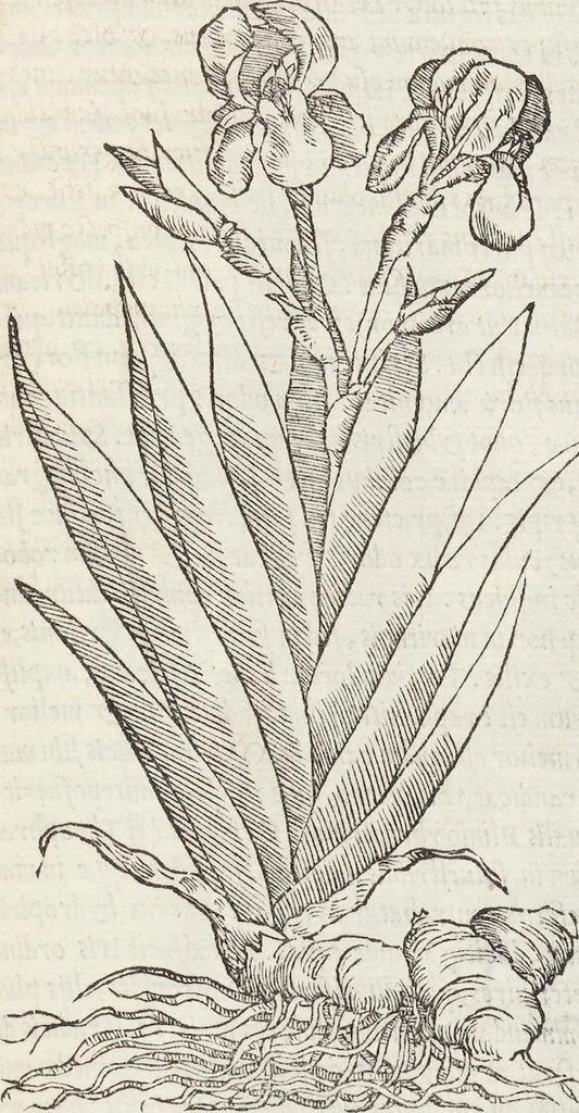 An illustration from Petri Andreae Matthioli Medici Senensis Commentarii, In Libros Sex Pedacii Dioscoridis Anazarbei, De Medica Materia: Adiectis quàm plurimis plantarum & animalium imaginibus, eodem authore, 1554, leaf 71
