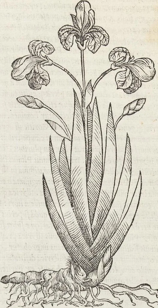 An illustration from Petri Andreae Matthioli Medici Senensis Commentarii, In Libros Sex Pedacii Dioscoridis Anazarbei, De Medica Materia: Adiectis quàm plurimis plantarum & animalium imaginibus, eodem authore, 1554, leaf 71