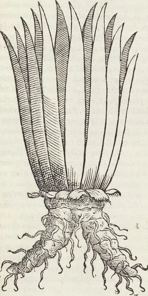 An illustration from Petri Andreae Matthioli Medici Senensis Commentarii, In Libros Sex Pedacii Dioscoridis Anazarbei, De Medica Materia: Adiectis quàm plurimis plantarum & animalium imaginibus, eodem authore, 1554, leaf 73