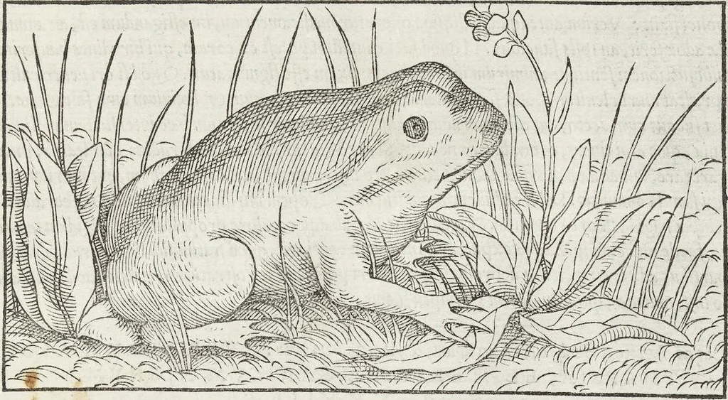 An illustration from Petri Andreae Matthioli Medici Senensis Commentarii, In Libros Sex Pedacii Dioscoridis Anazarbei, De Medica Materia: Adiectis quàm plurimis plantarum & animalium imaginibus, eodem authore, 1554, leaf 731