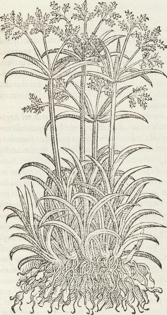 An illustration from Petri Andreae Matthioli Medici Senensis Commentarii, In Libros Sex Pedacii Dioscoridis Anazarbei, De Medica Materia: Adiectis quàm plurimis plantarum & animalium imaginibus, eodem authore, 1554, leaf 75