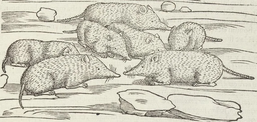 An illustration from Petri Andreae Matthioli Medici Senensis Commentarii, In Libros Sex Pedacii Dioscoridis Anazarbei, De Medica Materia: Adiectis quàm plurimis plantarum & animalium imaginibus, eodem authore, 1554, leaf 753