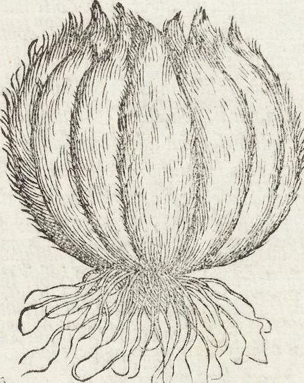 An illustration from Petri Andreae Matthioli Medici Senensis Commentarii, In Libros Sex Pedacii Dioscoridis Anazarbei, De Medica Materia: Adiectis quàm plurimis plantarum & animalium imaginibus, eodem authore, 1554, leaf 77