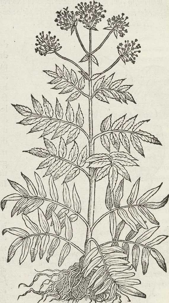 An illustration from Petri Andreae Matthioli Medici Senensis Commentarii, In Libros Sex Pedacii Dioscoridis Anazarbei, De Medica Materia: Adiectis quàm plurimis plantarum & animalium imaginibus, eodem authore, 1554, leaf 82