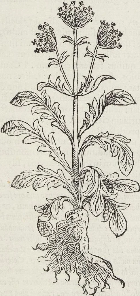 An illustration from Petri Andreae Matthioli Medici Senensis Commentarii, In Libros Sex Pedacii Dioscoridis Anazarbei, De Medica Materia: Adiectis quàm plurimis plantarum & animalium imaginibus, eodem authore, 1554, leaf 82