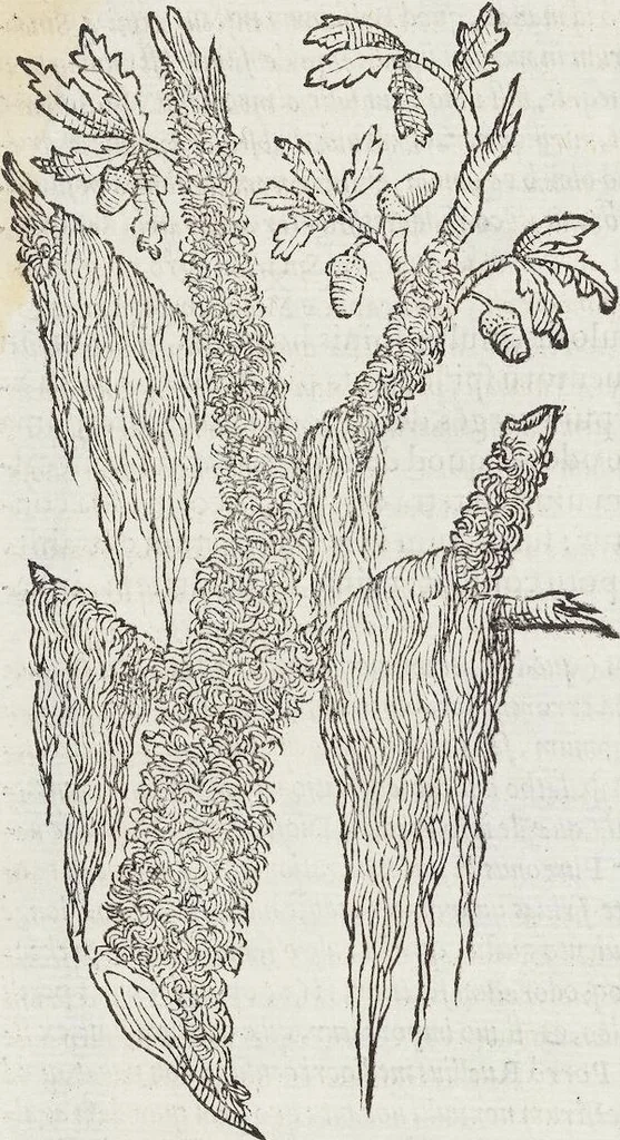 An illustration from Petri Andreae Matthioli Medici Senensis Commentarii, In Libros Sex Pedacii Dioscoridis Anazarbei, De Medica Materia: Adiectis quàm plurimis plantarum & animalium imaginibus, eodem authore, 1554, leaf 96