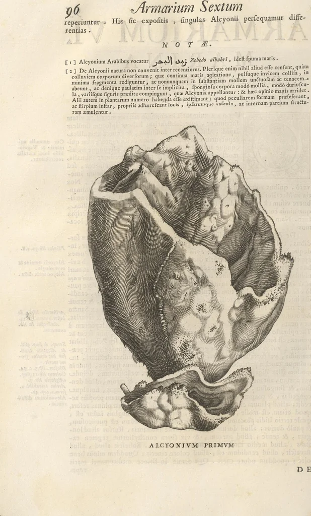 An illustration from Michaelis Mercati Samminiatensis Metallotheca: Opus Posthumum, Auctoritate, & Munificentiâ Clementis Undecimi Pontificis Maximi E' tenebris in lucem eductum; Opera autem, & studio Joannis Mariae Lancisii Archiatri Pontificii Illustratum. Cui Accessit Appendix Cum XIX. Recens Inventis Iconibus, 1719, leaf 174