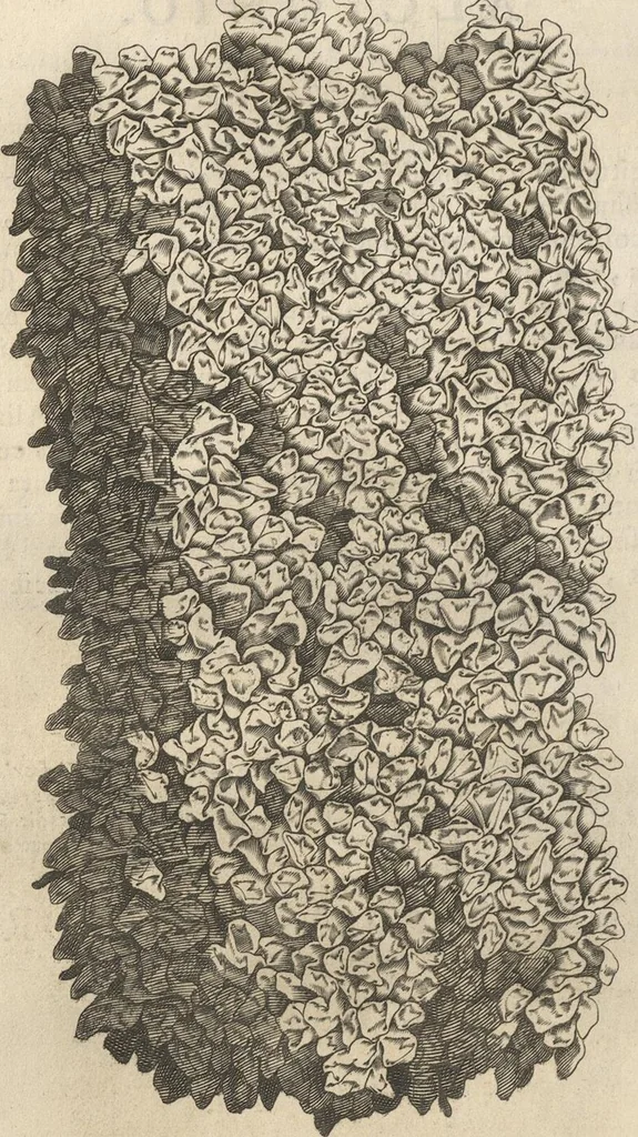 An illustration from Michaelis Mercati Samminiatensis Metallotheca: Opus Posthumum, Auctoritate, & Munificentiâ Clementis Undecimi Pontificis Maximi E' tenebris in lucem eductum; Opera autem, & studio Joannis Mariae Lancisii Archiatri Pontificii Illustratum. Cui Accessit Appendix Cum XIX. Recens Inventis Iconibus, 1719, leaf 176