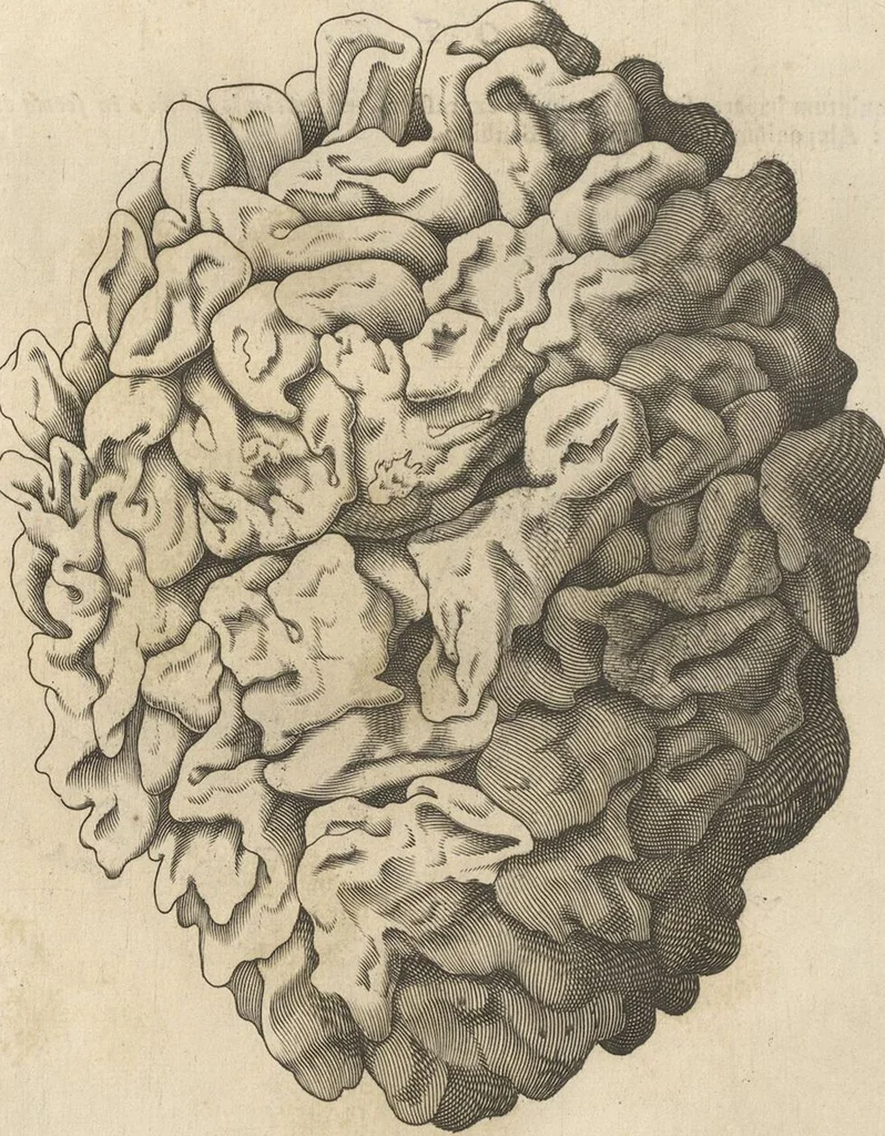 An illustration from Michaelis Mercati Samminiatensis Metallotheca: Opus Posthumum, Auctoritate, & Munificentiâ Clementis Undecimi Pontificis Maximi E' tenebris in lucem eductum; Opera autem, & studio Joannis Mariae Lancisii Archiatri Pontificii Illustratum. Cui Accessit Appendix Cum XIX. Recens Inventis Iconibus, 1719, leaf 182