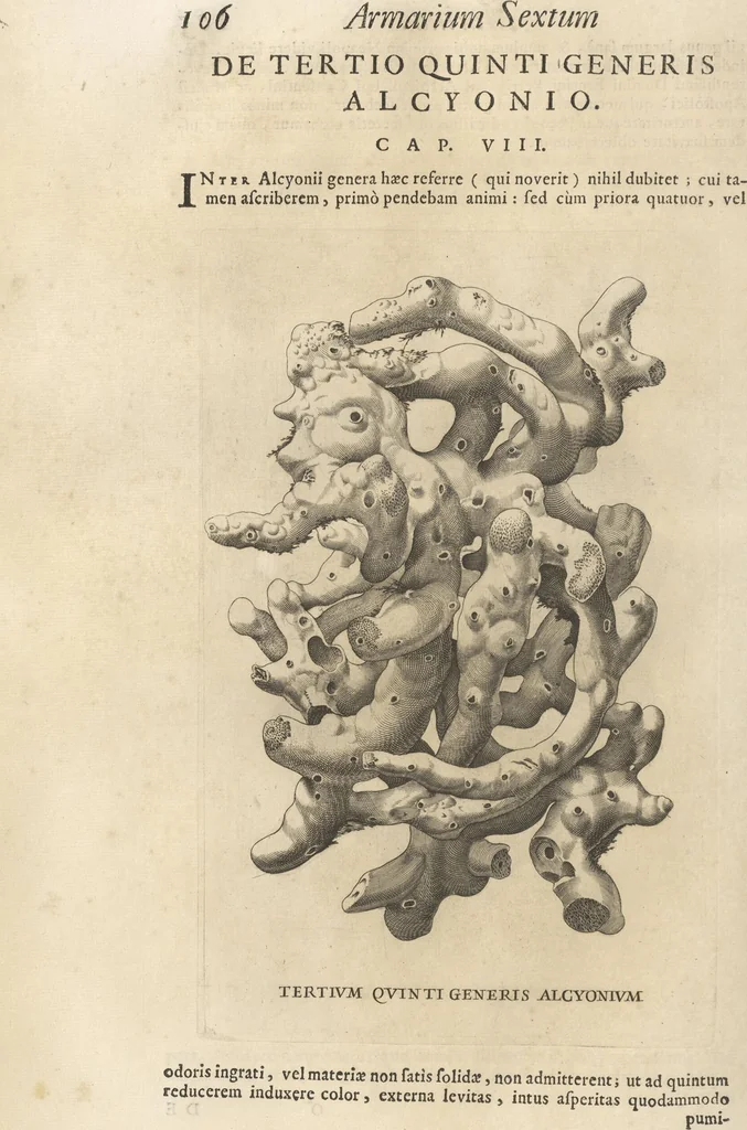 An illustration from Michaelis Mercati Samminiatensis Metallotheca: Opus Posthumum, Auctoritate, & Munificentiâ Clementis Undecimi Pontificis Maximi E' tenebris in lucem eductum; Opera autem, & studio Joannis Mariae Lancisii Archiatri Pontificii Illustratum. Cui Accessit Appendix Cum XIX. Recens Inventis Iconibus, 1719, leaf 184