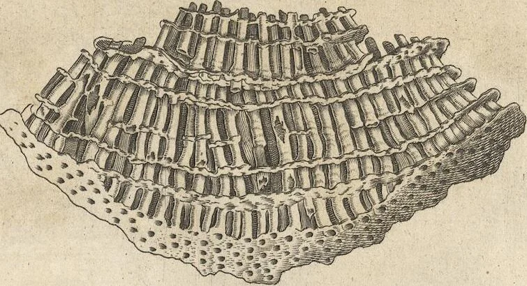 An illustration from Michaelis Mercati Samminiatensis Metallotheca: Opus Posthumum, Auctoritate, & Munificentiâ Clementis Undecimi Pontificis Maximi E' tenebris in lucem eductum; Opera autem, & studio Joannis Mariae Lancisii Archiatri Pontificii Illustratum. Cui Accessit Appendix Cum XIX. Recens Inventis Iconibus, 1719, leaf 185