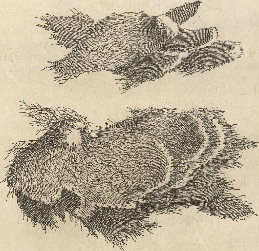 An illustration from Michaelis Mercati Samminiatensis Metallotheca: Opus Posthumum, Auctoritate, & Munificentiâ Clementis Undecimi Pontificis Maximi E' tenebris in lucem eductum; Opera autem, & studio Joannis Mariae Lancisii Archiatri Pontificii Illustratum. Cui Accessit Appendix Cum XIX. Recens Inventis Iconibus, 1719, leaf 186