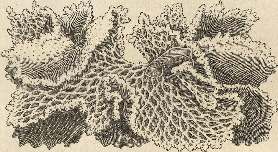An illustration from Michaelis Mercati Samminiatensis Metallotheca: Opus Posthumum, Auctoritate, & Munificentiâ Clementis Undecimi Pontificis Maximi E' tenebris in lucem eductum; Opera autem, & studio Joannis Mariae Lancisii Archiatri Pontificii Illustratum. Cui Accessit Appendix Cum XIX. Recens Inventis Iconibus, 1719, leaf 187