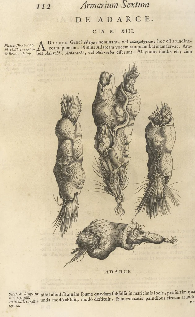 An illustration from Michaelis Mercati Samminiatensis Metallotheca: Opus Posthumum, Auctoritate, & Munificentiâ Clementis Undecimi Pontificis Maximi E' tenebris in lucem eductum; Opera autem, & studio Joannis Mariae Lancisii Archiatri Pontificii Illustratum. Cui Accessit Appendix Cum XIX. Recens Inventis Iconibus, 1719, leaf 190