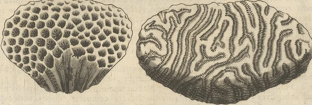 An illustration from Michaelis Mercati Samminiatensis Metallotheca: Opus Posthumum, Auctoritate, & Munificentiâ Clementis Undecimi Pontificis Maximi E' tenebris in lucem eductum; Opera autem, & studio Joannis Mariae Lancisii Archiatri Pontificii Illustratum. Cui Accessit Appendix Cum XIX. Recens Inventis Iconibus, 1719, leaf 202