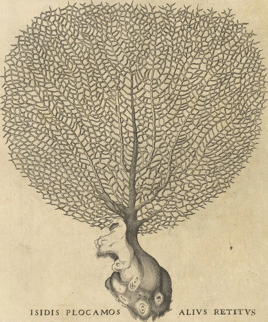 An illustration from Michaelis Mercati Samminiatensis Metallotheca: Opus Posthumum, Auctoritate, & Munificentiâ Clementis Undecimi Pontificis Maximi E' tenebris in lucem eductum; Opera autem, & studio Joannis Mariae Lancisii Archiatri Pontificii Illustratum. Cui Accessit Appendix Cum XIX. Recens Inventis Iconibus, 1719, leaf 209