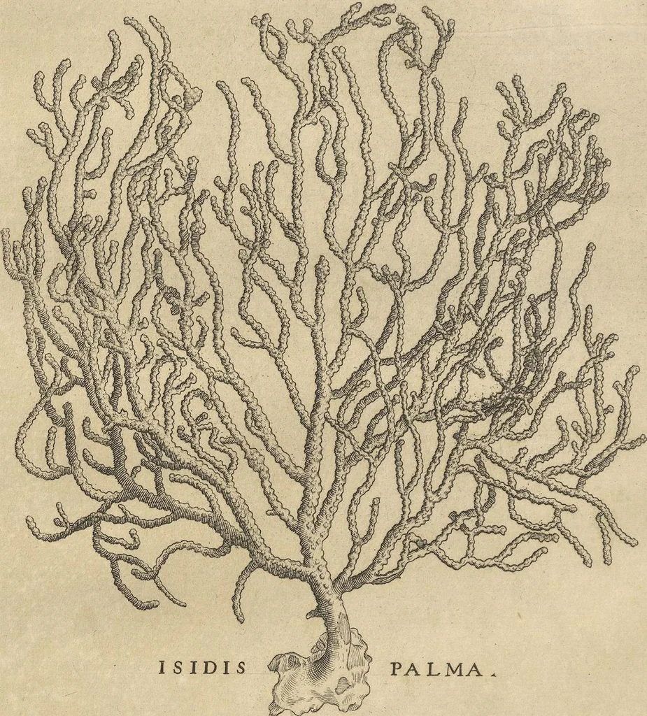 An illustration from Michaelis Mercati Samminiatensis Metallotheca: Opus Posthumum, Auctoritate, & Munificentiâ Clementis Undecimi Pontificis Maximi E' tenebris in lucem eductum; Opera autem, & studio Joannis Mariae Lancisii Archiatri Pontificii Illustratum. Cui Accessit Appendix Cum XIX. Recens Inventis Iconibus, 1719, leaf 210