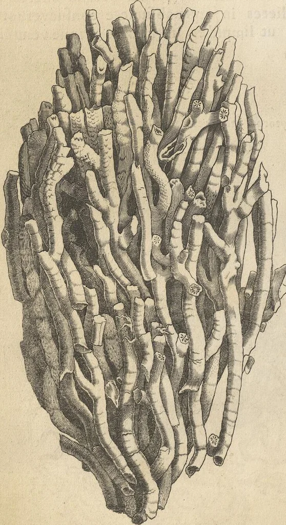 An illustration from Michaelis Mercati Samminiatensis Metallotheca: Opus Posthumum, Auctoritate, & Munificentiâ Clementis Undecimi Pontificis Maximi E' tenebris in lucem eductum; Opera autem, & studio Joannis Mariae Lancisii Archiatri Pontificii Illustratum. Cui Accessit Appendix Cum XIX. Recens Inventis Iconibus, 1719, leaf 212
