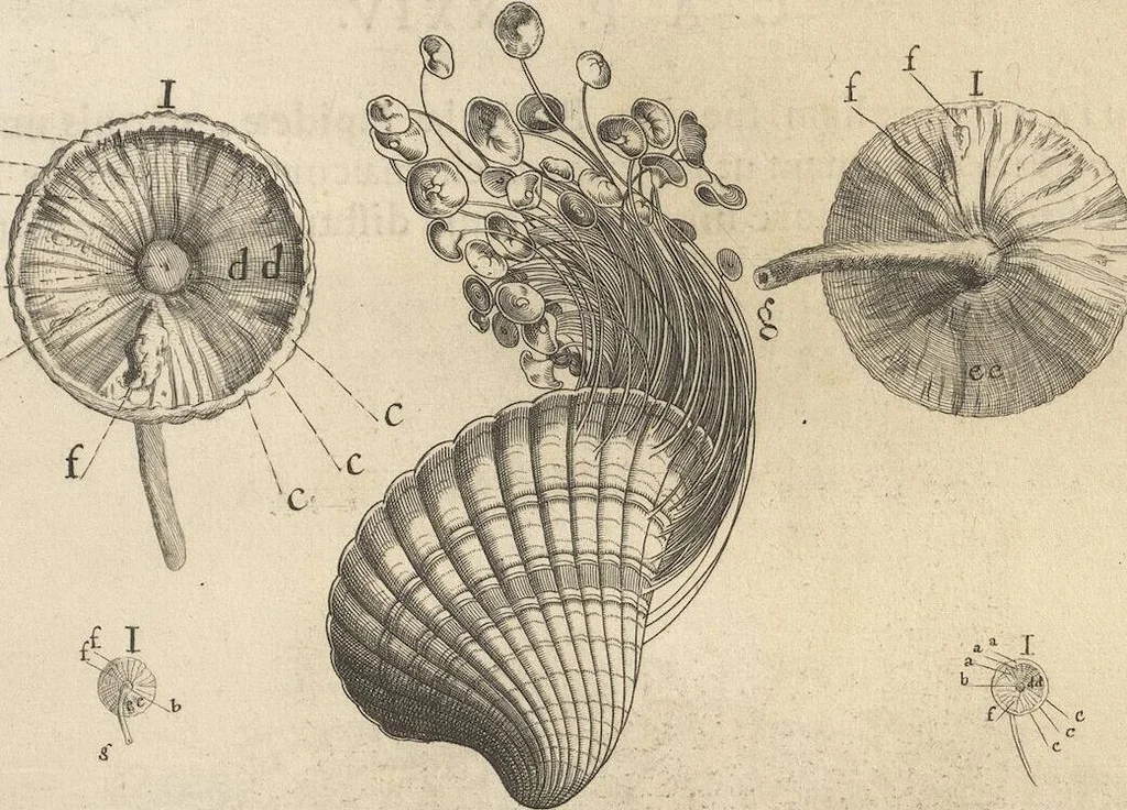 An illustration from Michaelis Mercati Samminiatensis Metallotheca: Opus Posthumum, Auctoritate, & Munificentiâ Clementis Undecimi Pontificis Maximi E' tenebris in lucem eductum; Opera autem, & studio Joannis Mariae Lancisii Archiatri Pontificii Illustratum. Cui Accessit Appendix Cum XIX. Recens Inventis Iconibus, 1719, leaf 213