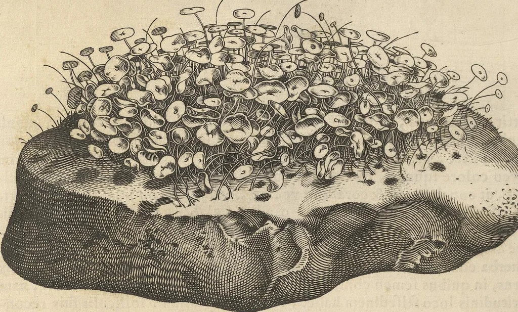 An illustration from Michaelis Mercati Samminiatensis Metallotheca: Opus Posthumum, Auctoritate, & Munificentiâ Clementis Undecimi Pontificis Maximi E' tenebris in lucem eductum; Opera autem, & studio Joannis Mariae Lancisii Archiatri Pontificii Illustratum. Cui Accessit Appendix Cum XIX. Recens Inventis Iconibus, 1719, leaf 214