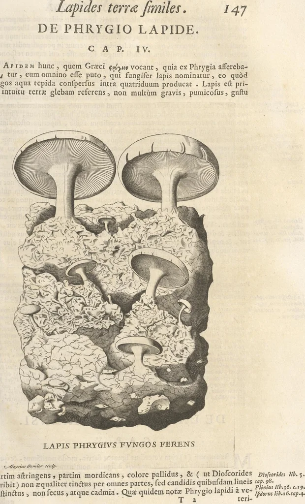 An illustration from Michaelis Mercati Samminiatensis Metallotheca: Opus Posthumum, Auctoritate, & Munificentiâ Clementis Undecimi Pontificis Maximi E' tenebris in lucem eductum; Opera autem, & studio Joannis Mariae Lancisii Archiatri Pontificii Illustratum. Cui Accessit Appendix Cum XIX. Recens Inventis Iconibus, 1719, leaf 225