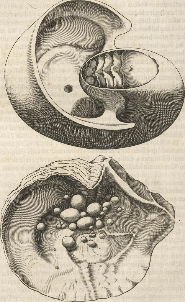 An illustration from Michaelis Mercati Samminiatensis Metallotheca: Opus Posthumum, Auctoritate, & Munificentiâ Clementis Undecimi Pontificis Maximi E' tenebris in lucem eductum; Opera autem, & studio Joannis Mariae Lancisii Archiatri Pontificii Illustratum. Cui Accessit Appendix Cum XIX. Recens Inventis Iconibus, 1719, leaf 276