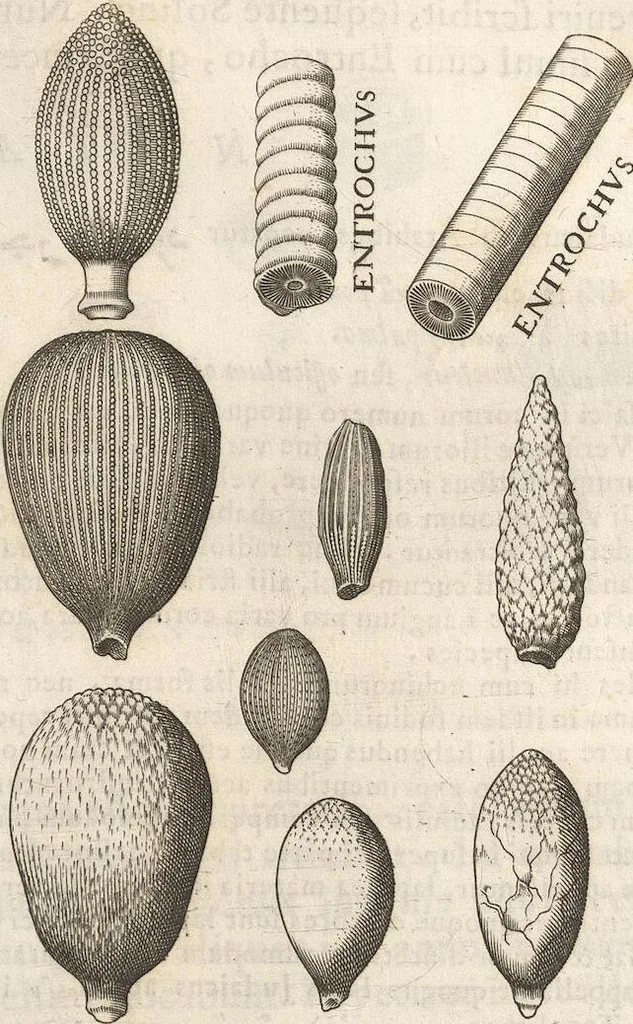 An illustration from Michaelis Mercati Samminiatensis Metallotheca: Opus Posthumum, Auctoritate, & Munificentiâ Clementis Undecimi Pontificis Maximi E' tenebris in lucem eductum; Opera autem, & studio Joannis Mariae Lancisii Archiatri Pontificii Illustratum. Cui Accessit Appendix Cum XIX. Recens Inventis Iconibus, 1719, leaf 305