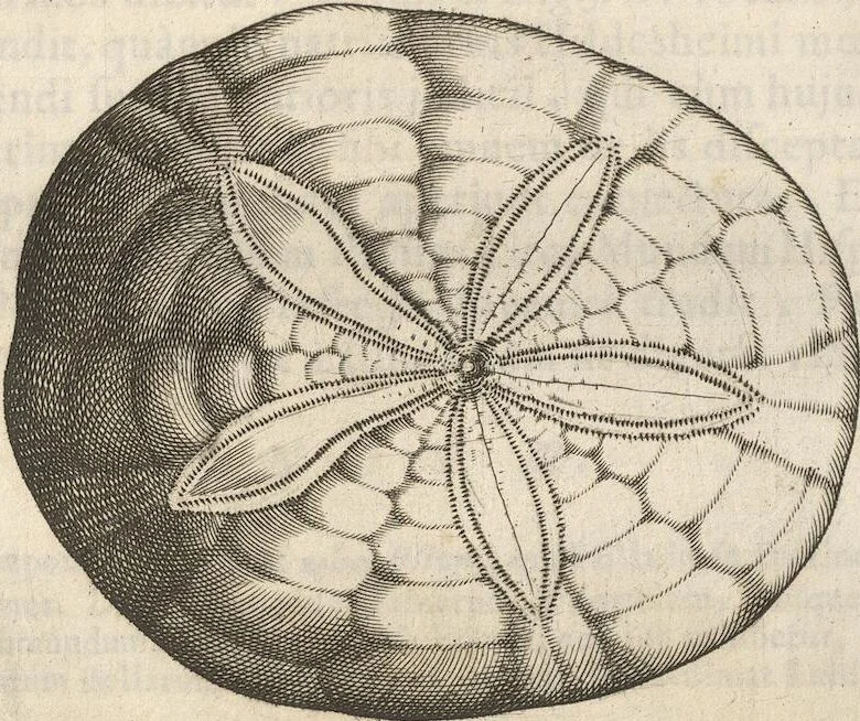 An illustration from Michaelis Mercati Samminiatensis Metallotheca: Opus Posthumum, Auctoritate, & Munificentiâ Clementis Undecimi Pontificis Maximi E' tenebris in lucem eductum; Opera autem, & studio Joannis Mariae Lancisii Archiatri Pontificii Illustratum. Cui Accessit Appendix Cum XIX. Recens Inventis Iconibus, 1719, leaf 310