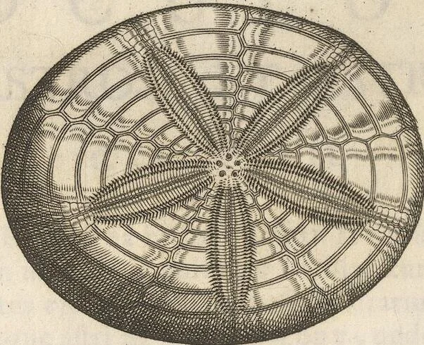 An illustration from Michaelis Mercati Samminiatensis Metallotheca: Opus Posthumum, Auctoritate, & Munificentiâ Clementis Undecimi Pontificis Maximi E' tenebris in lucem eductum; Opera autem, & studio Joannis Mariae Lancisii Archiatri Pontificii Illustratum. Cui Accessit Appendix Cum XIX. Recens Inventis Iconibus, 1719, leaf 310