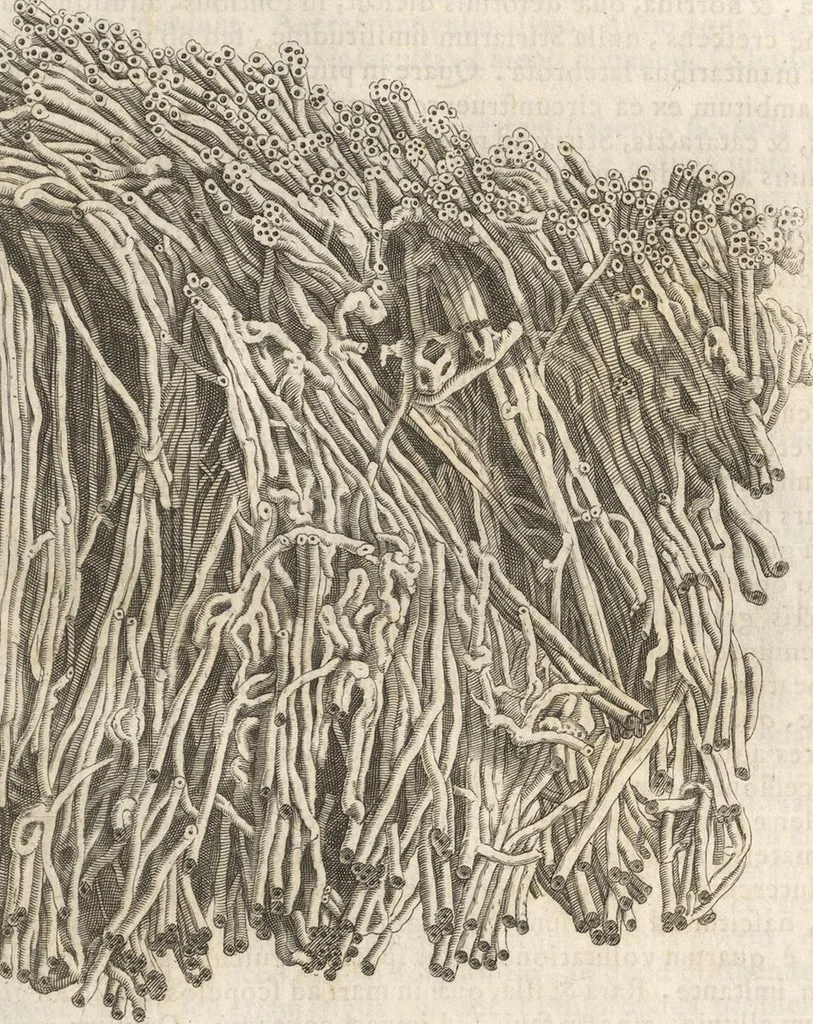 An illustration from Michaelis Mercati Samminiatensis Metallotheca: Opus Posthumum, Auctoritate, & Munificentiâ Clementis Undecimi Pontificis Maximi E' tenebris in lucem eductum; Opera autem, & studio Joannis Mariae Lancisii Archiatri Pontificii Illustratum. Cui Accessit Appendix Cum XIX. Recens Inventis Iconibus, 1719, leaf 331