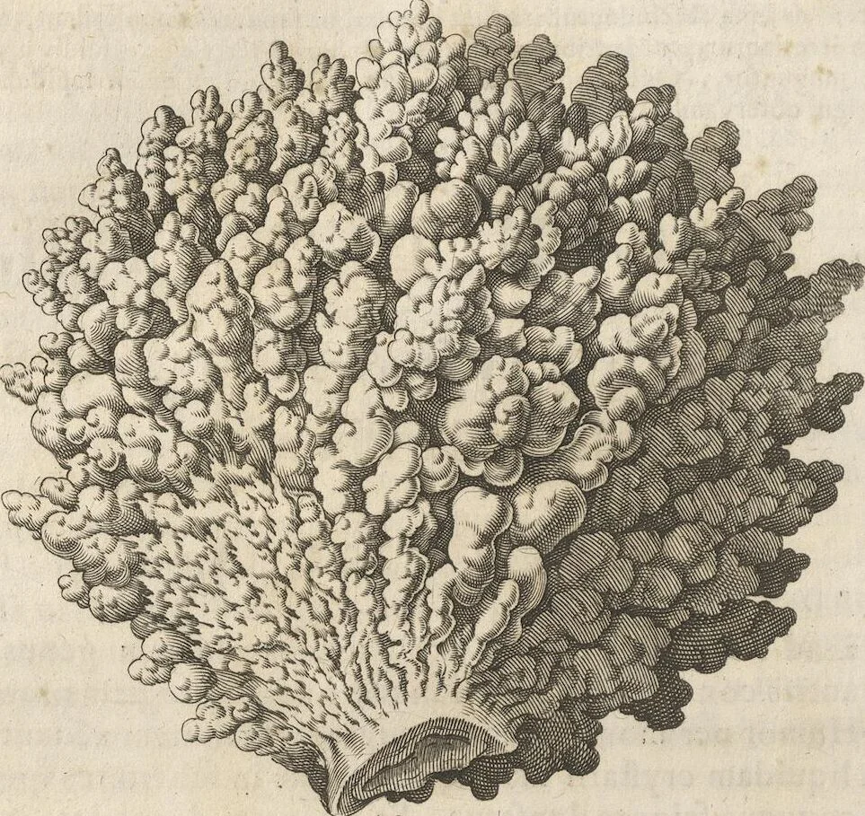 An illustration from Michaelis Mercati Samminiatensis Metallotheca: Opus Posthumum, Auctoritate, & Munificentiâ Clementis Undecimi Pontificis Maximi E' tenebris in lucem eductum; Opera autem, & studio Joannis Mariae Lancisii Archiatri Pontificii Illustratum. Cui Accessit Appendix Cum XIX. Recens Inventis Iconibus, 1719, leaf 336