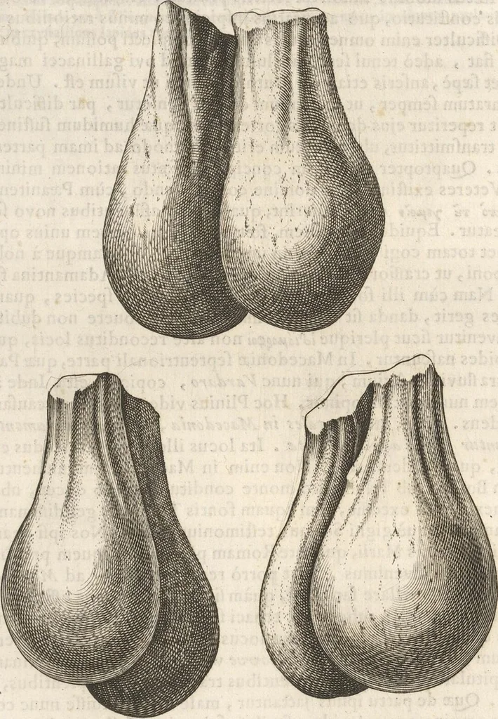 An illustration from Michaelis Mercati Samminiatensis Metallotheca: Opus Posthumum, Auctoritate, & Munificentiâ Clementis Undecimi Pontificis Maximi E' tenebris in lucem eductum; Opera autem, & studio Joannis Mariae Lancisii Archiatri Pontificii Illustratum. Cui Accessit Appendix Cum XIX. Recens Inventis Iconibus, 1719, leaf 345