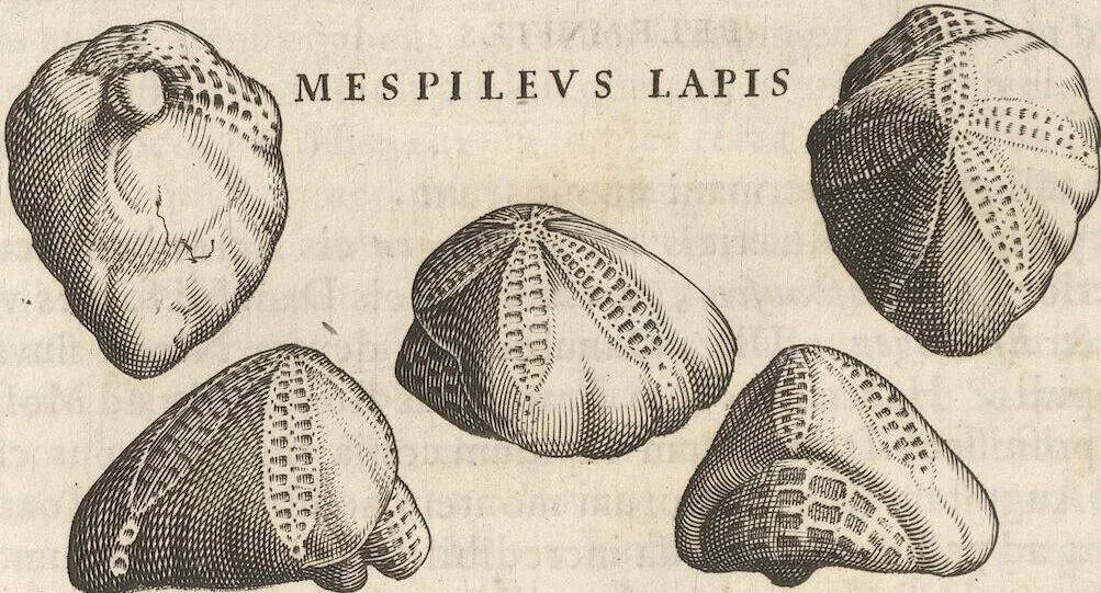 An illustration from Michaelis Mercati Samminiatensis Metallotheca: Opus Posthumum, Auctoritate, & Munificentiâ Clementis Undecimi Pontificis Maximi E' tenebris in lucem eductum; Opera autem, & studio Joannis Mariae Lancisii Archiatri Pontificii Illustratum. Cui Accessit Appendix Cum XIX. Recens Inventis Iconibus, 1719, leaf 360