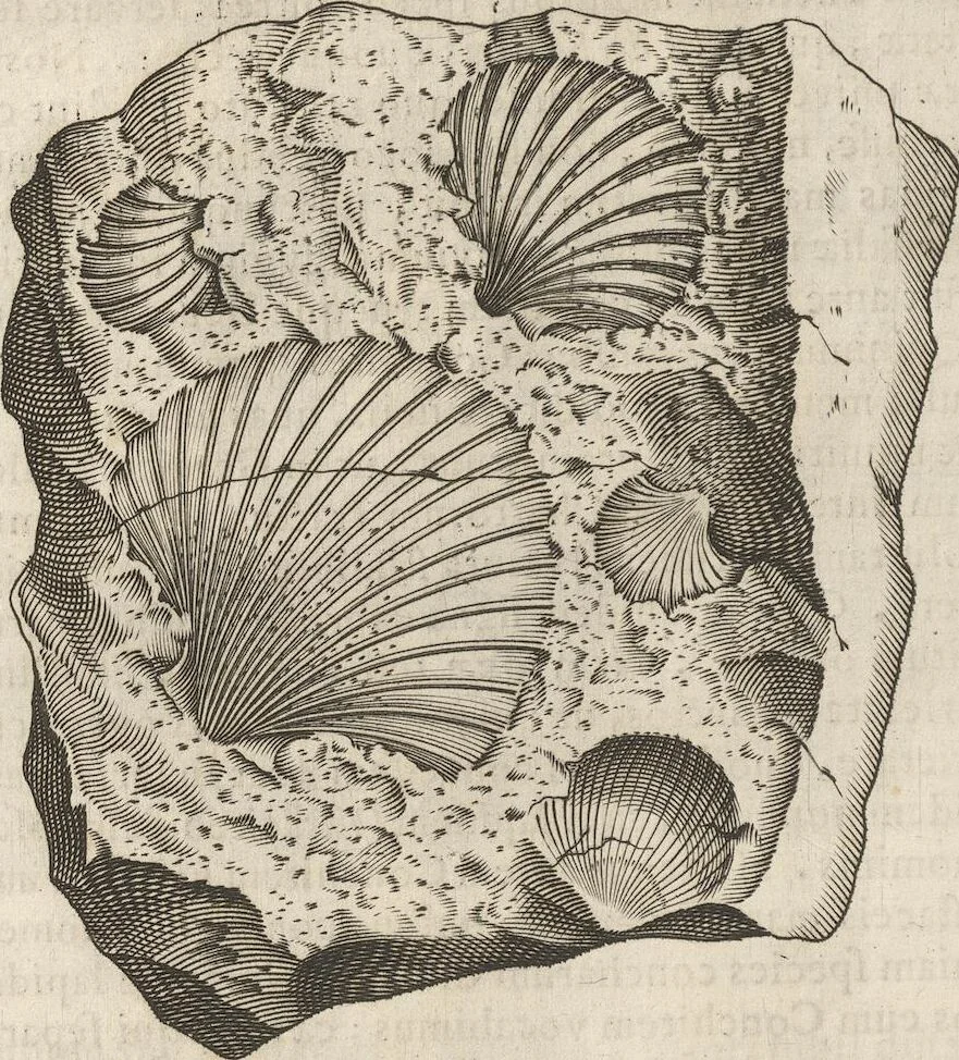An illustration from Michaelis Mercati Samminiatensis Metallotheca: Opus Posthumum, Auctoritate, & Munificentiâ Clementis Undecimi Pontificis Maximi E' tenebris in lucem eductum; Opera autem, & studio Joannis Mariae Lancisii Archiatri Pontificii Illustratum. Cui Accessit Appendix Cum XIX. Recens Inventis Iconibus, 1719, leaf 366