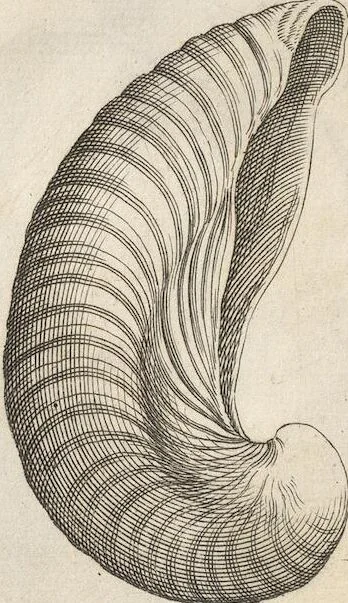 An illustration from Michaelis Mercati Samminiatensis Metallotheca: Opus Posthumum, Auctoritate, & Munificentiâ Clementis Undecimi Pontificis Maximi E' tenebris in lucem eductum; Opera autem, & studio Joannis Mariae Lancisii Archiatri Pontificii Illustratum. Cui Accessit Appendix Cum XIX. Recens Inventis Iconibus, 1719, leaf 370