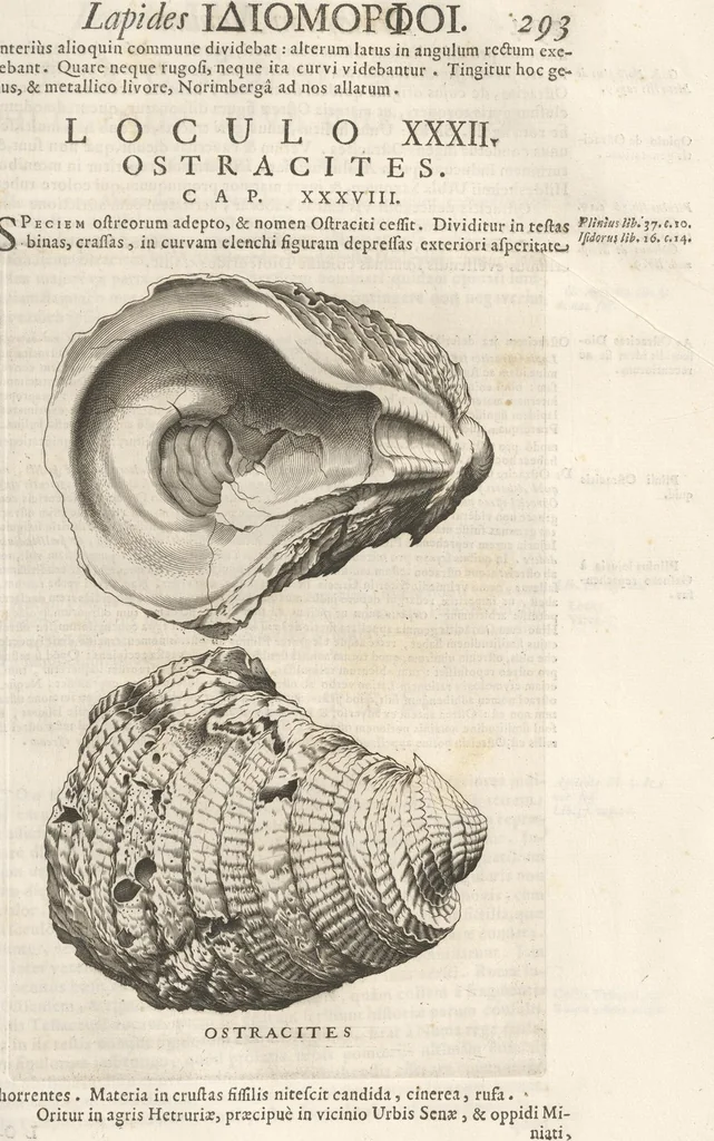 An illustration from Michaelis Mercati Samminiatensis Metallotheca: Opus Posthumum, Auctoritate, & Munificentiâ Clementis Undecimi Pontificis Maximi E' tenebris in lucem eductum; Opera autem, & studio Joannis Mariae Lancisii Archiatri Pontificii Illustratum. Cui Accessit Appendix Cum XIX. Recens Inventis Iconibus, 1719, leaf 371