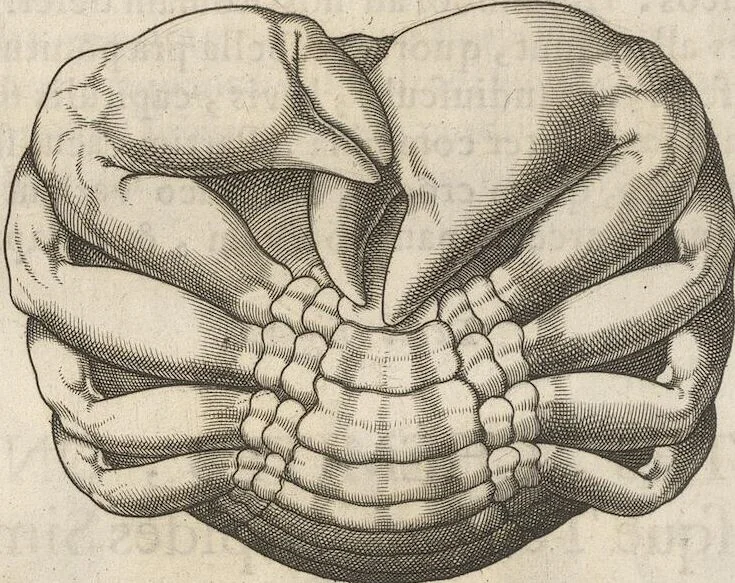 An illustration from Michaelis Mercati Samminiatensis Metallotheca: Opus Posthumum, Auctoritate, & Munificentiâ Clementis Undecimi Pontificis Maximi E' tenebris in lucem eductum; Opera autem, & studio Joannis Mariae Lancisii Archiatri Pontificii Illustratum. Cui Accessit Appendix Cum XIX. Recens Inventis Iconibus, 1719, leaf 384